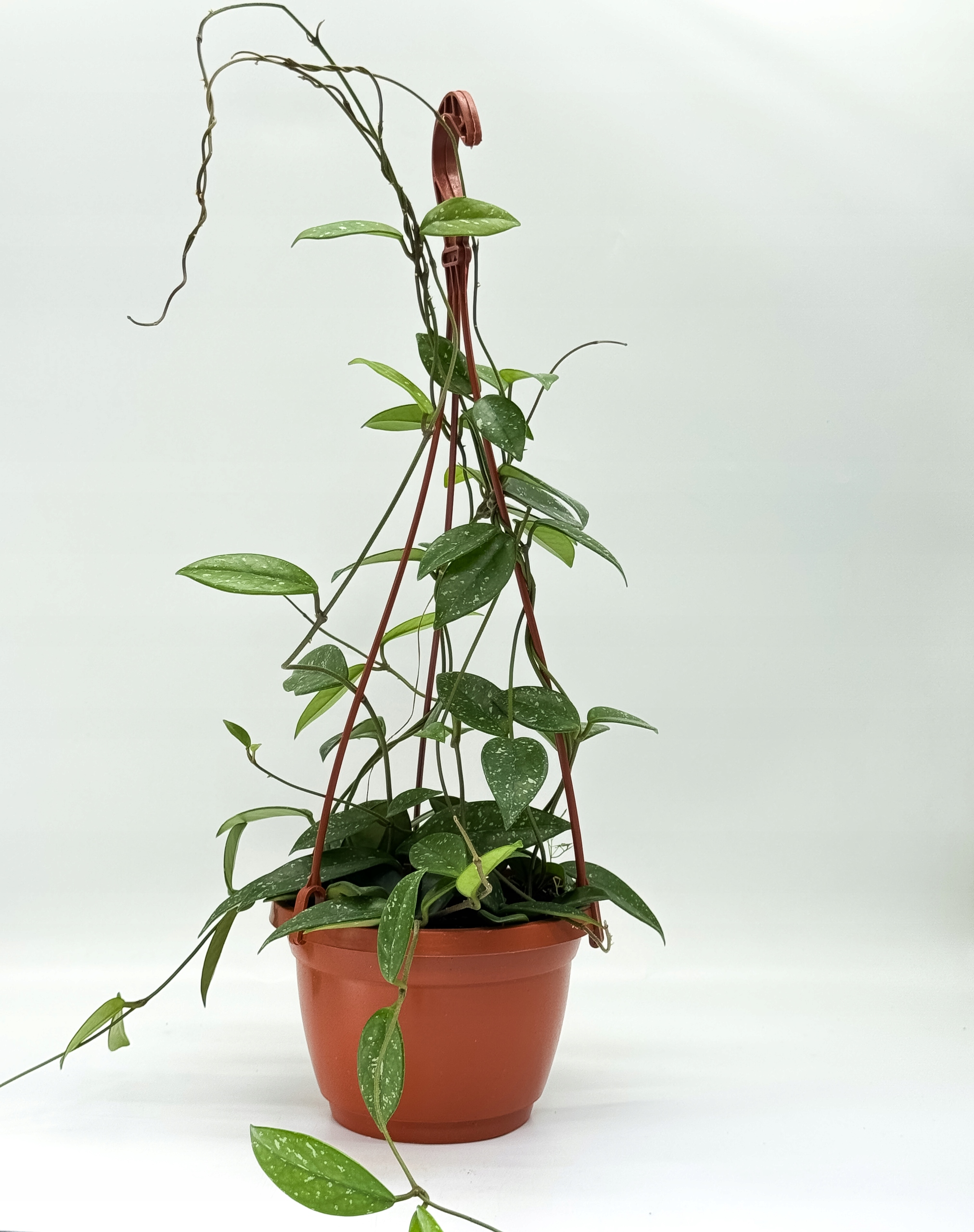 Hoja Hoya Pubicalyx XXL Gęsta