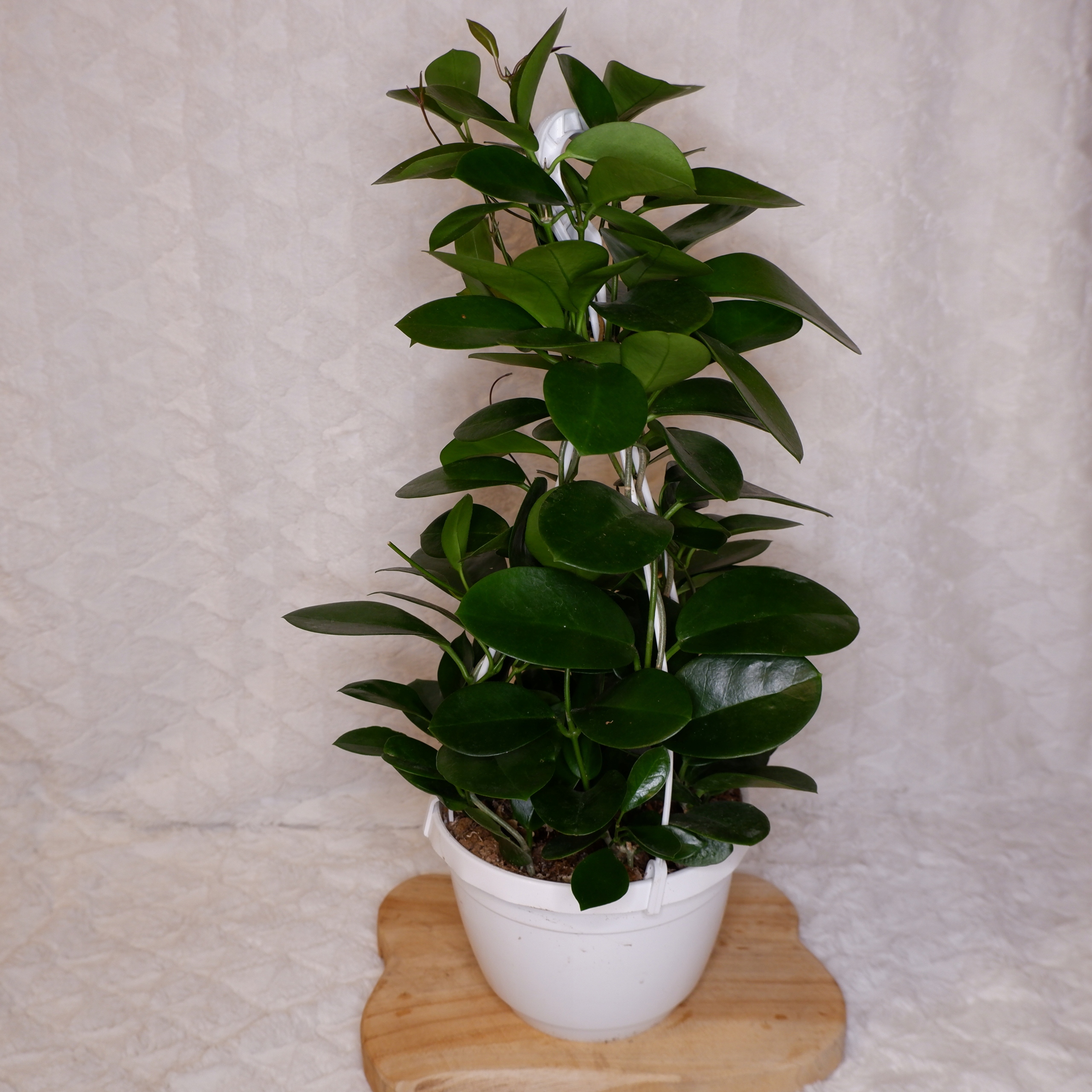 HOJA HOYA AUSTRALIS XXL don. wisząca Ø21cm